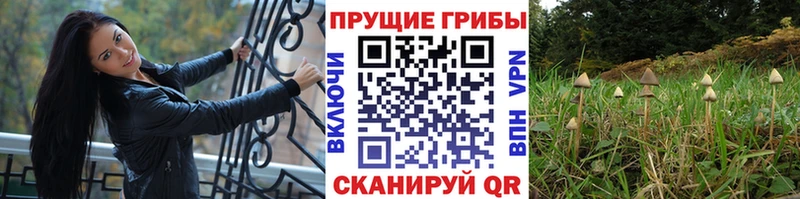 Псилоцибиновые грибы Psilocybe  mega как войти  Белебей 